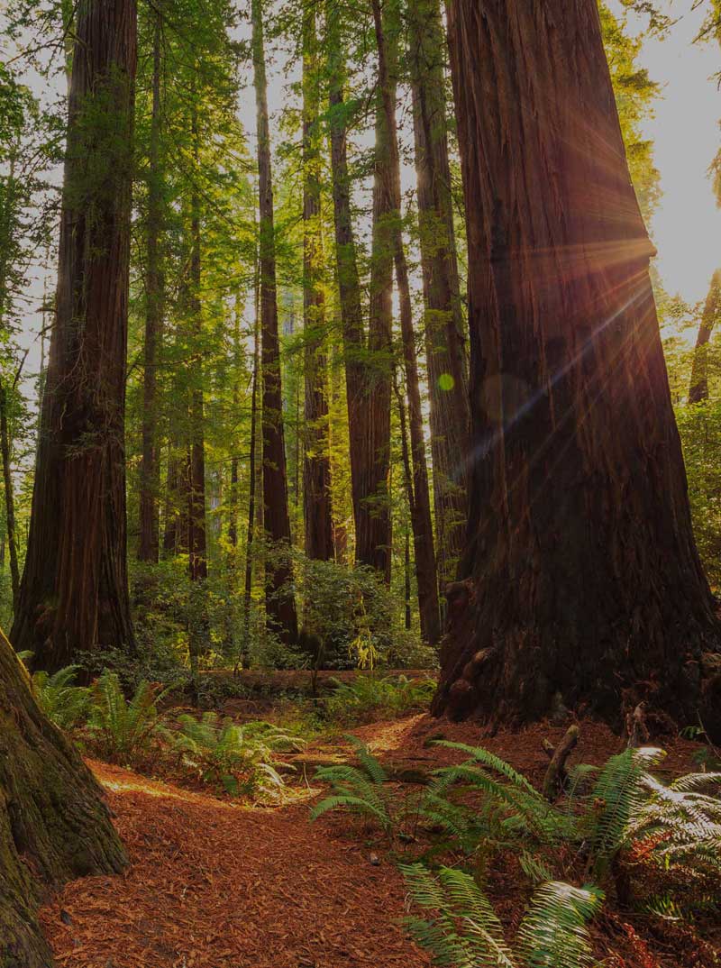 Redwoods in Big Sur CA