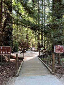 Redwoods Hiking