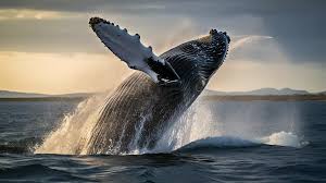 Whale Watching Season Big Sur